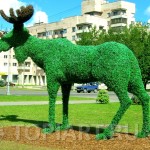 Зеленая фигура "Лось" г. Гатчина www.topiart.ru