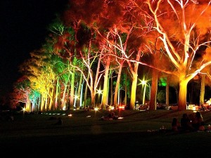 awesome-tree-lighting-ideas-1024x768